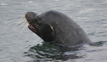 Sealion - Sombrero Chino