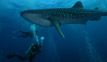 Whale Shark - Darwin Island