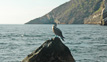 Tagus Cove - Isabela