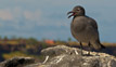 Sea Gull - Mosquera