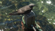 Lava Gull - North Seymour