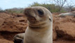 Sea Lion - North Seymour