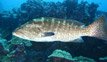 Galapagos Diving - Wolf Island