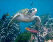 New Galapagos Tortoise Species Discovered