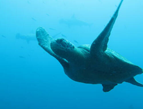 Planning a Diving Trip to the Galapagos