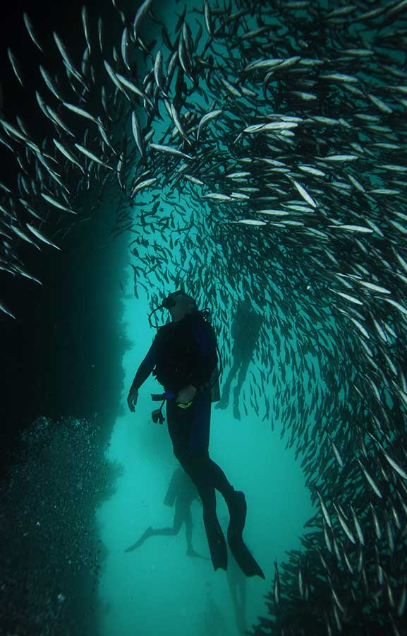 Planning-Diving-Trip-to-the-Galapagos-title-n fantastic experience diving in galapagos