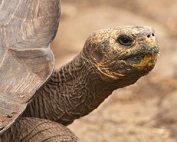 Galapagos in December