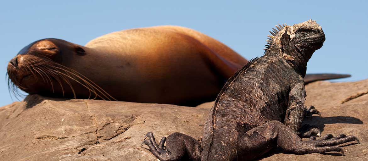 Animals-Most-Comm-Seen-Galapagos-pano-n Iguana and Sea Lion - Galapagos Islands