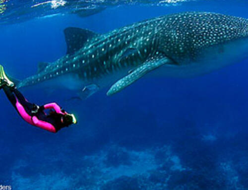 The Best Galapagos Liveaboards