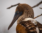 Endemic Species in the Galapagos Islands