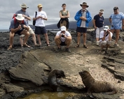 tour group admiring sea lions