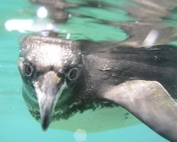 Galapagos Penguins impacted by El Niño