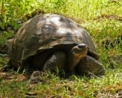 New Galapagos tortoise species on Santa Cruz Island