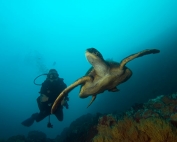 diver and sea turtle galapagos