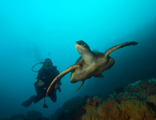 Galapagos Islands Diving: Top 7 Dive Sites You Must Visit