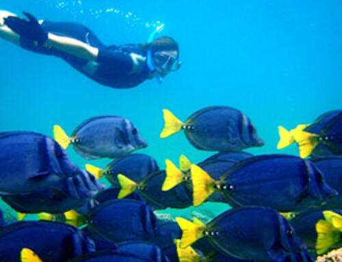 Top dive spots in the Galapagos Islands and tips on how to visit them
