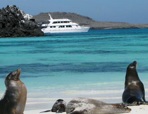 The Insider’s Guide to Galapagos Last Minute Cruise Deals in 2026