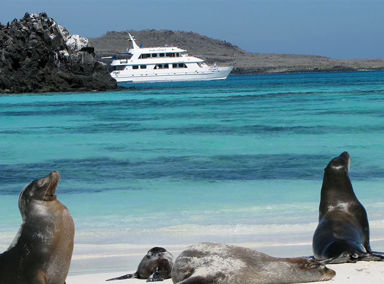 Budget Cruises Cruising the Galapagos and Sea Lions
