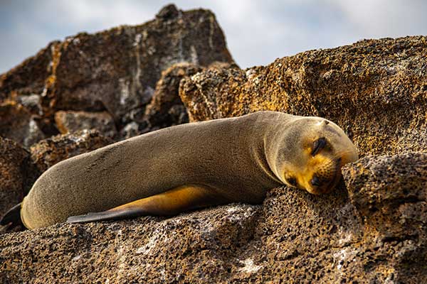 Sea Lion lying on rocks