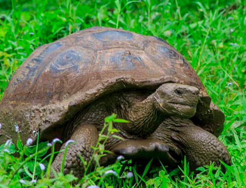 Information On Each Important Galapagos Island