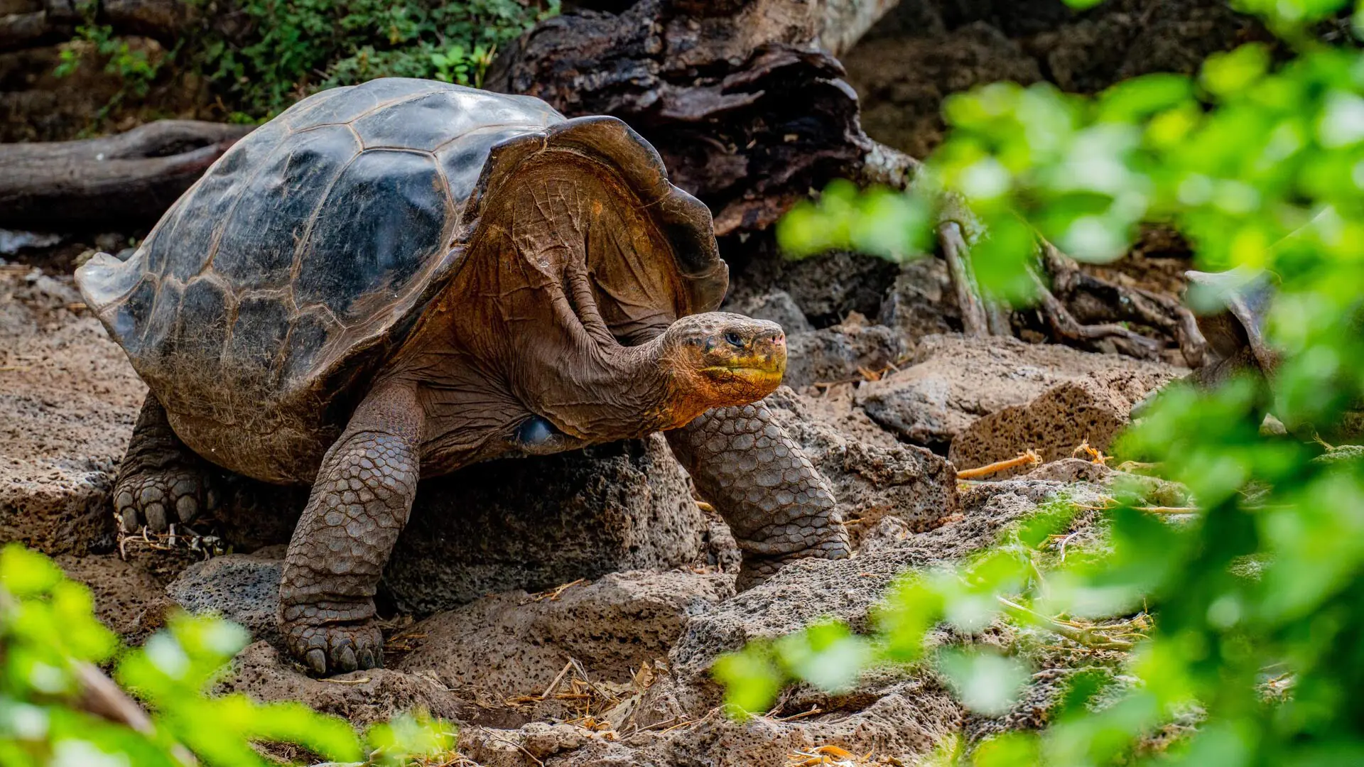 giant tortoise at galapagos islands