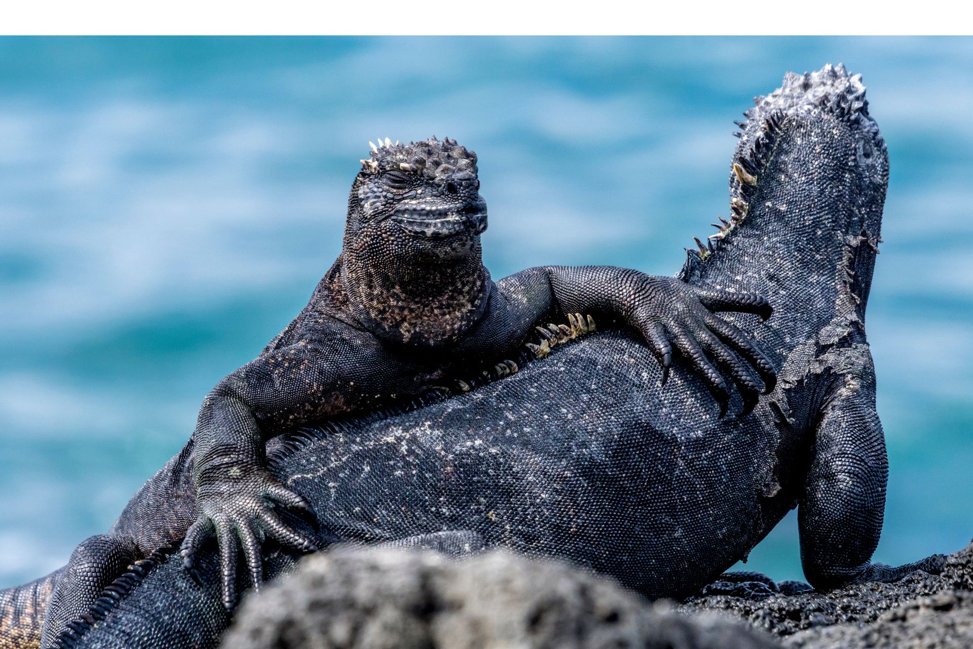 a5 The Ultimate Thrill: A Guide to Galapagos Adventure Travel and Multi-Sport Expeditions