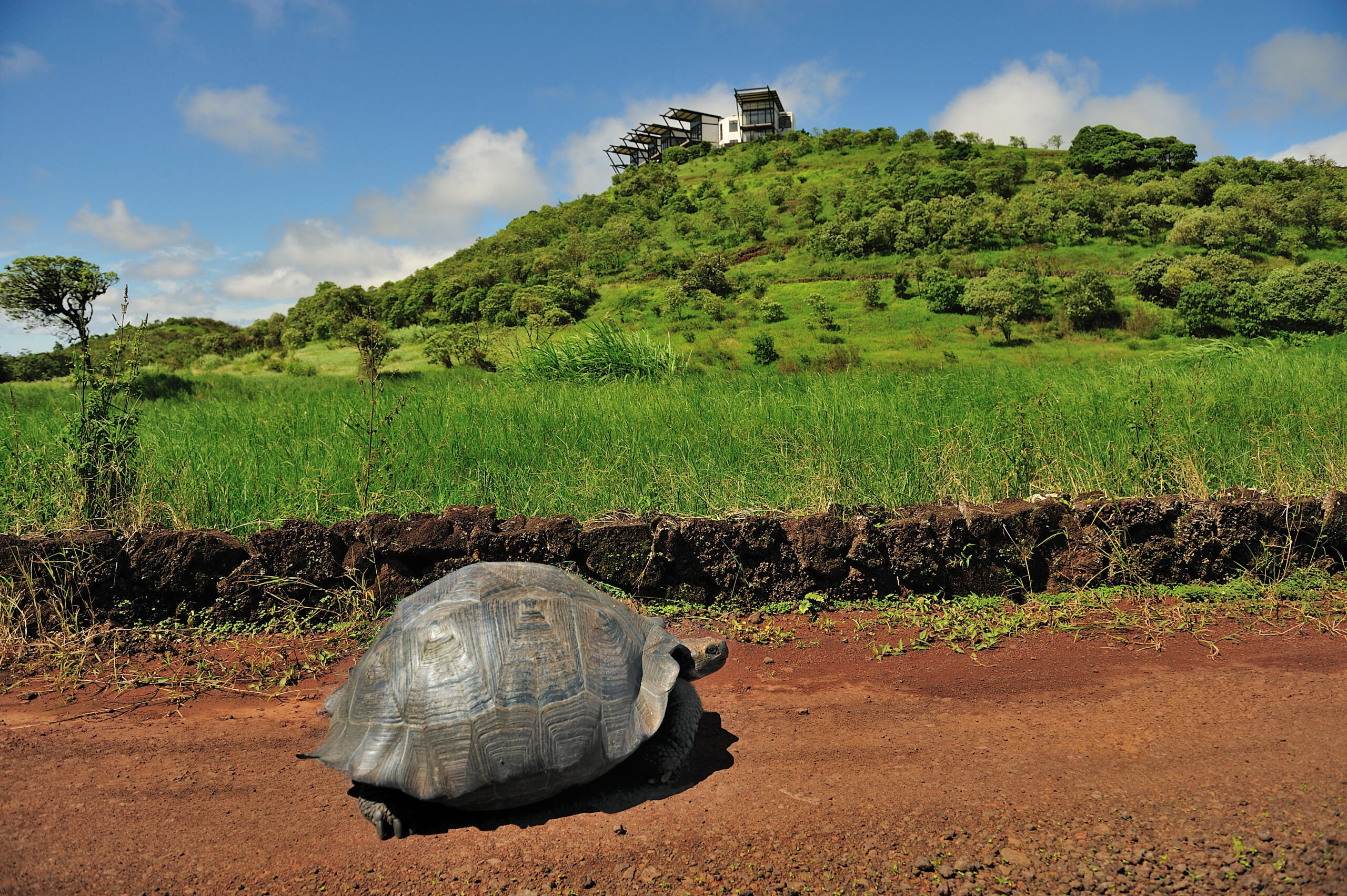Where to See Galapagos Giant Tortoises in Their Natural Habitat - Galapagos Island by Columbus Travel