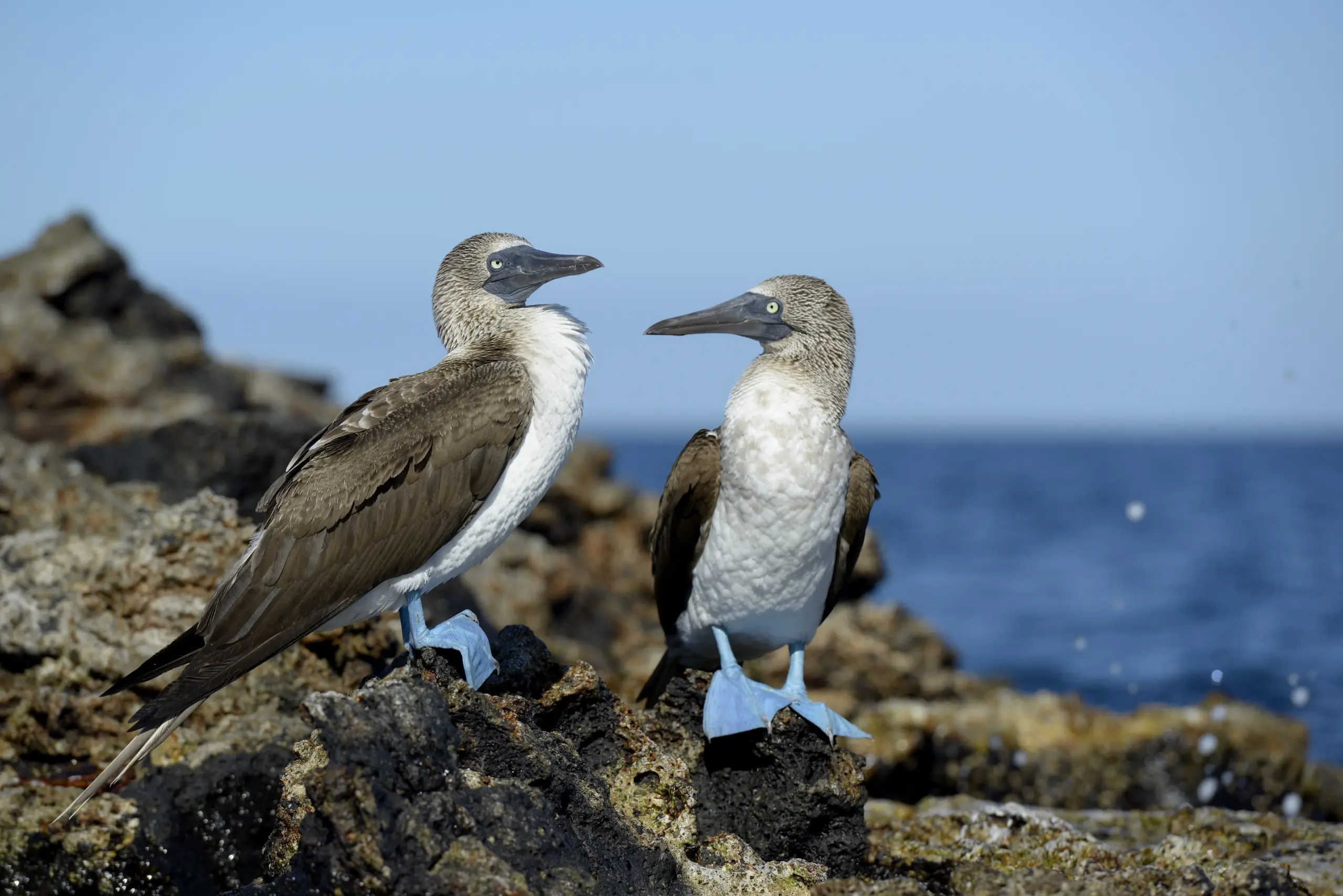 closeup-couple-bluefooted-booby-sula-nebouxii-rocks-galapagos-islands-ecuador closeup couple bluefooted booby sula nebouxii rocks galapagos islands ecuador - Galapagos Land Tours: Crafting the Perfect Land-Based Itinerary - Galapagos Island