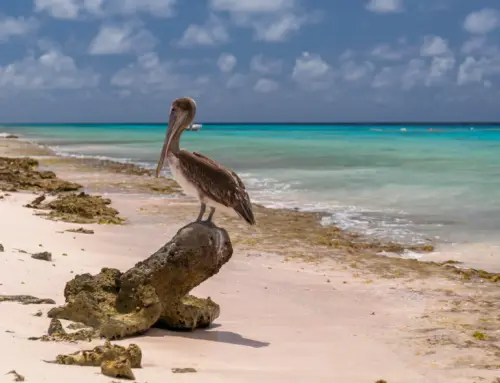 The Ultimate Guide to Group Travel: Why a Galapagos Charter is the Gold Standard