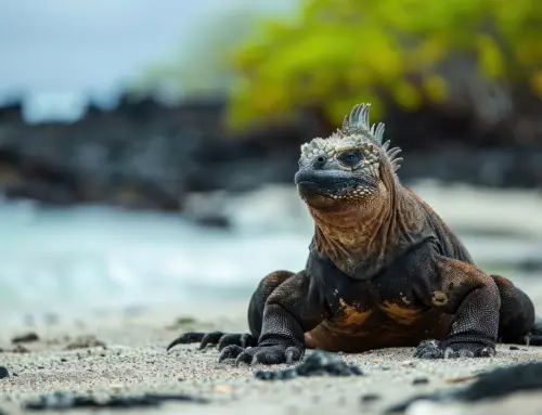 Navigating the Archipelago: A Deep Dive into the Galapagos Islands Map and Top Visitor Sites