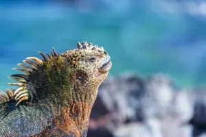 marine iguana basking in the galapagos sun - Master the Archipelago: Essential Strategies for Your Trip to the Galapagos
