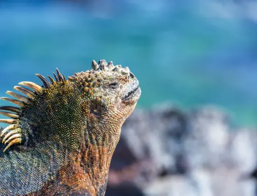 Master the Archipelago: Essential Strategies for Your Trip to the Galapagos