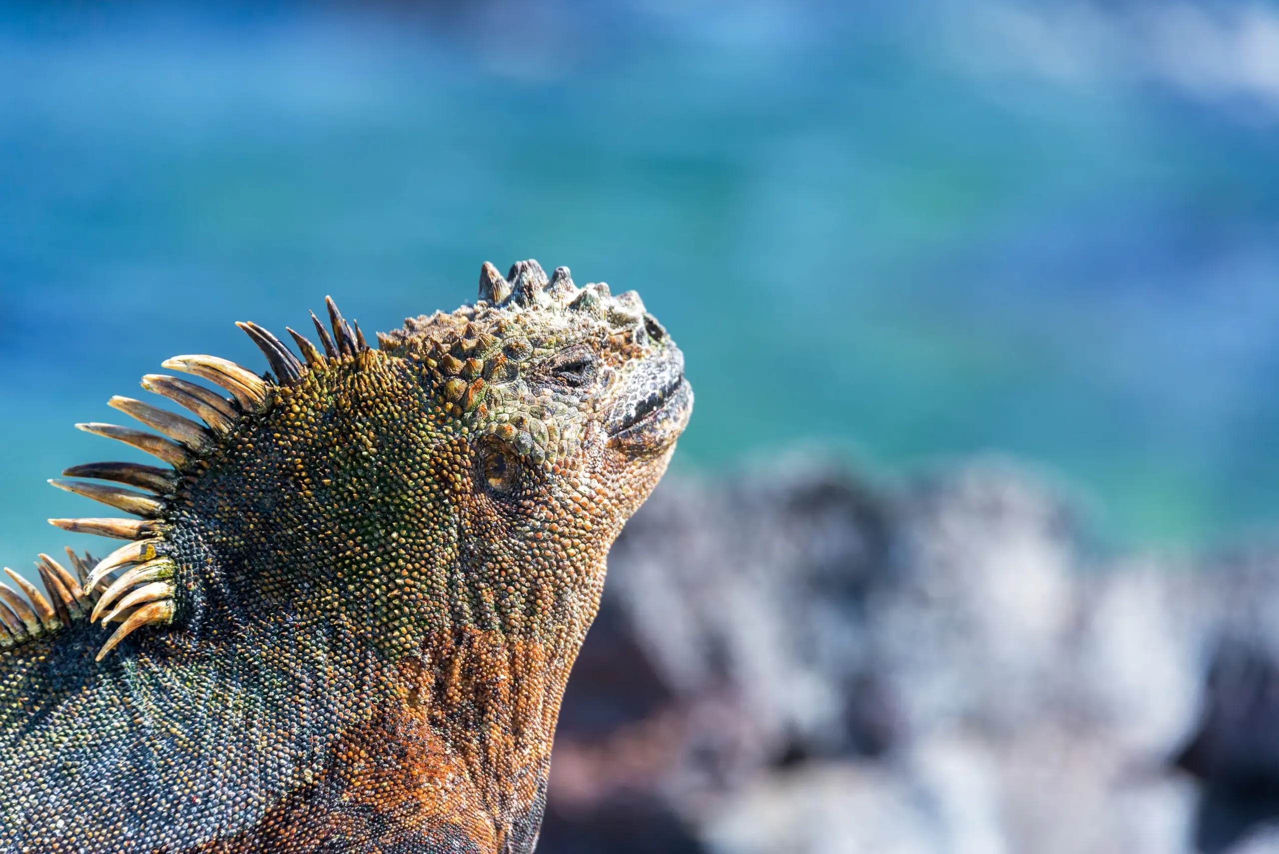 marine iguana basking in the galapagos sun - Master the Archipelago: Essential Strategies for Your Trip to the Galapagos
