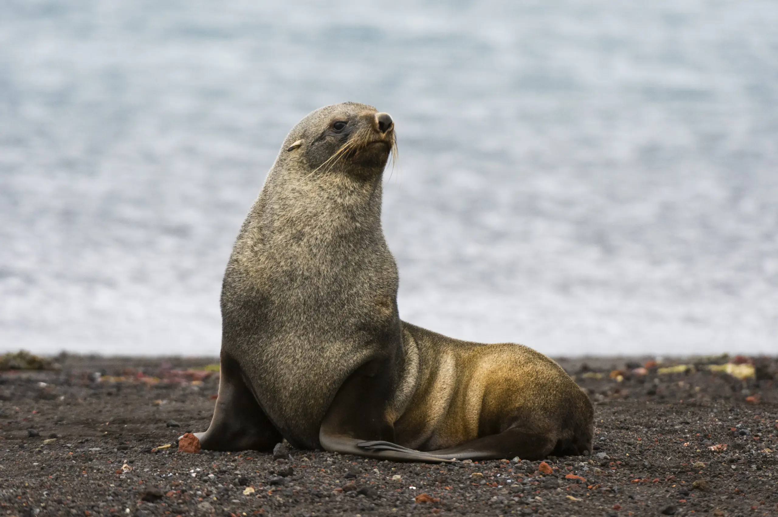antarctic fur seal arctocephalus gazella - The Ocean Ambassadors: Social Dynamics of the Galapagos Sea Lion