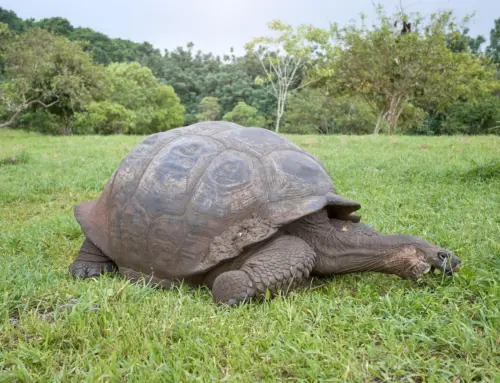 Guardians of the Archipelago: The Evolutionary Journey of the Galapagos Giant Tortoise