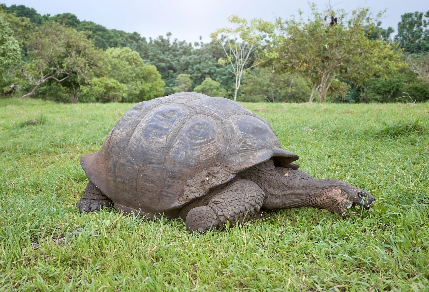 galapagos giant tortoise eating grass selective - Guardians of the Archipelago: The Evolutionary Journey of the Galapagos Giant Tortoise
