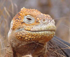 Iguana of Galapagos