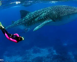whale shark next to a diver