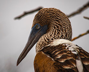blue footed booby galapagos