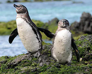 galapagos penguins