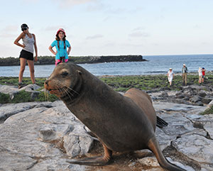 sea lion and tourists behind