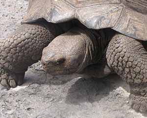 galapagos tortoise