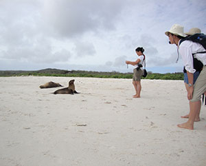 sea lions on the beach