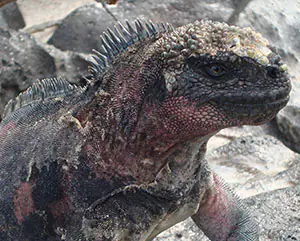 marine iguana - galapagos islands