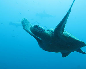 sea turtle swimming in galapagos