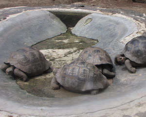 Galapagos tortoises environment