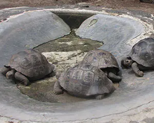 Galapagos tortoises environment