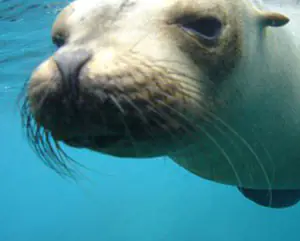 curious sea lion