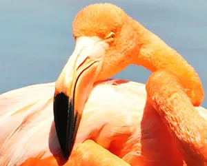 galapagos flamingo