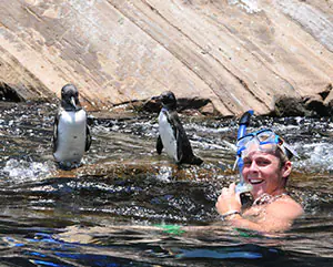 man snorkeling next to penguins